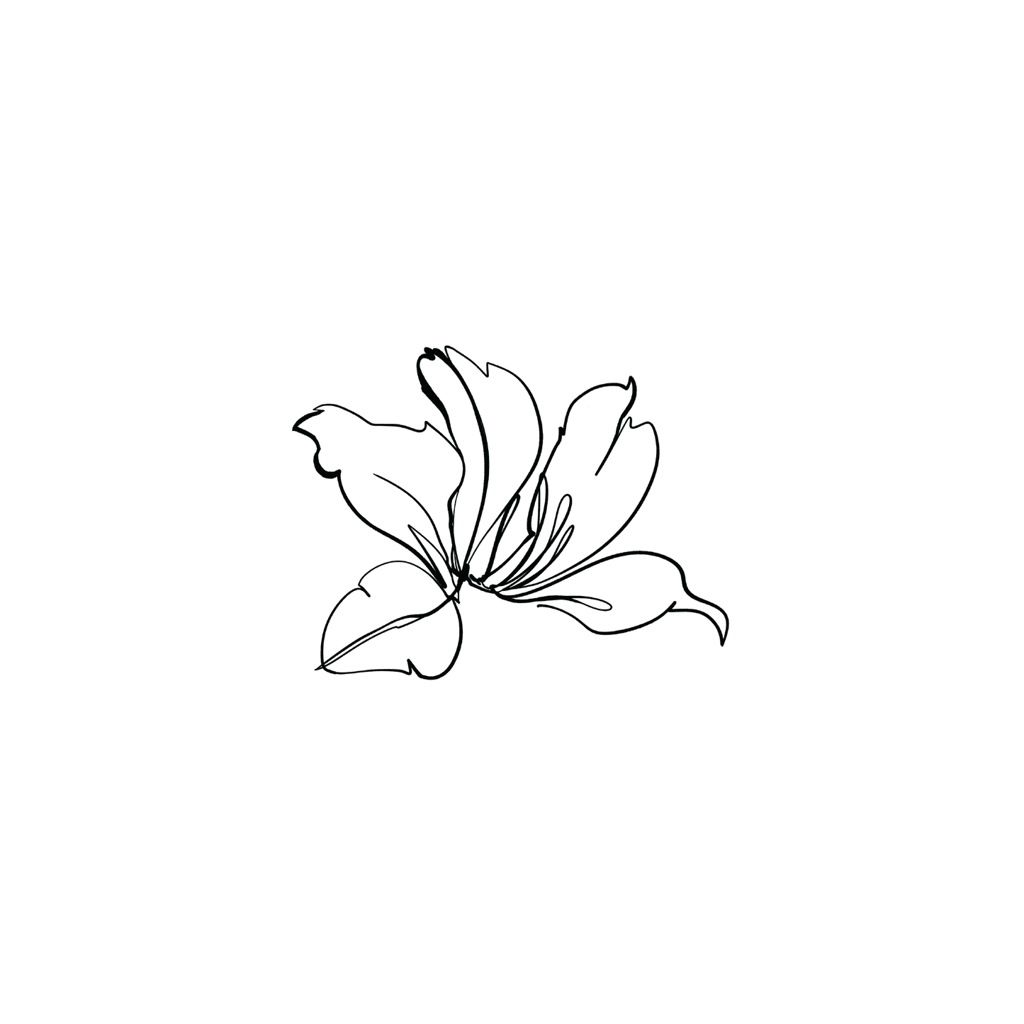Hong Kong Orchid 1