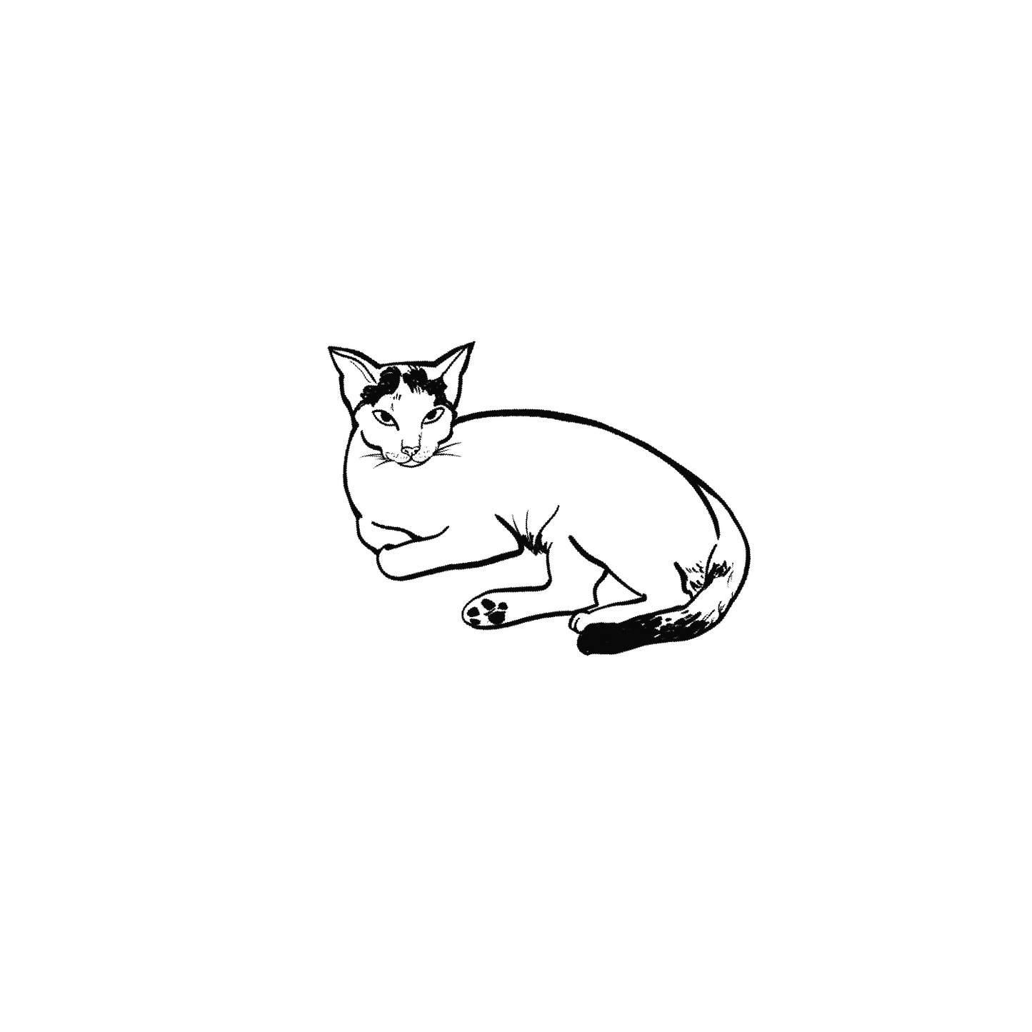 家貓盲盒:半永久紋身