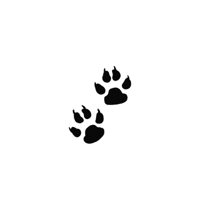 Short Hair Cats Blind Box: Semi-Permanent Tattoos